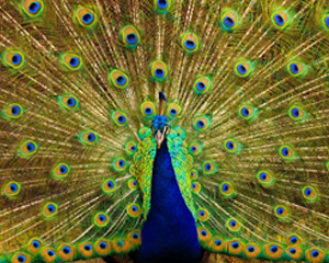 Peacock